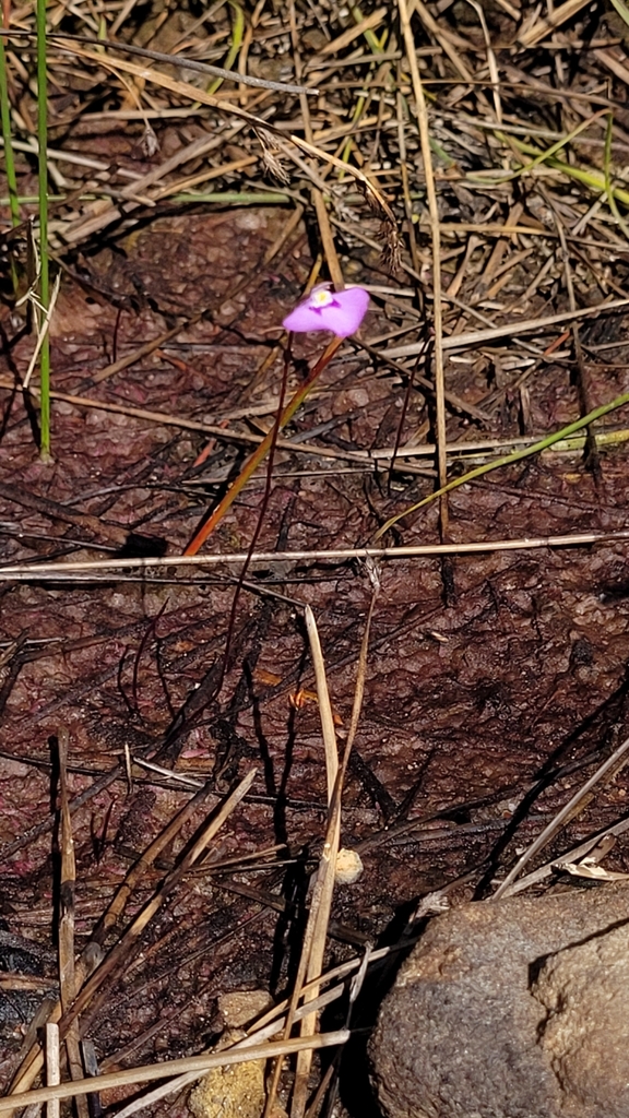 Utricularia uniflora from Shoalhaven - Pt B, AU-NS, AU on March 30 ...