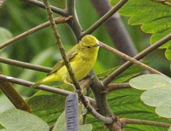 Setophaga petechia image