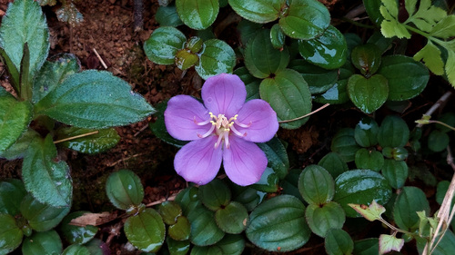 Melastoma dodecandrum