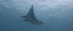 Manta Ray