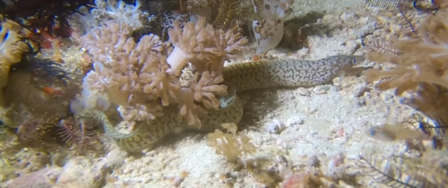 Richardson's Moray — seen at this dive site