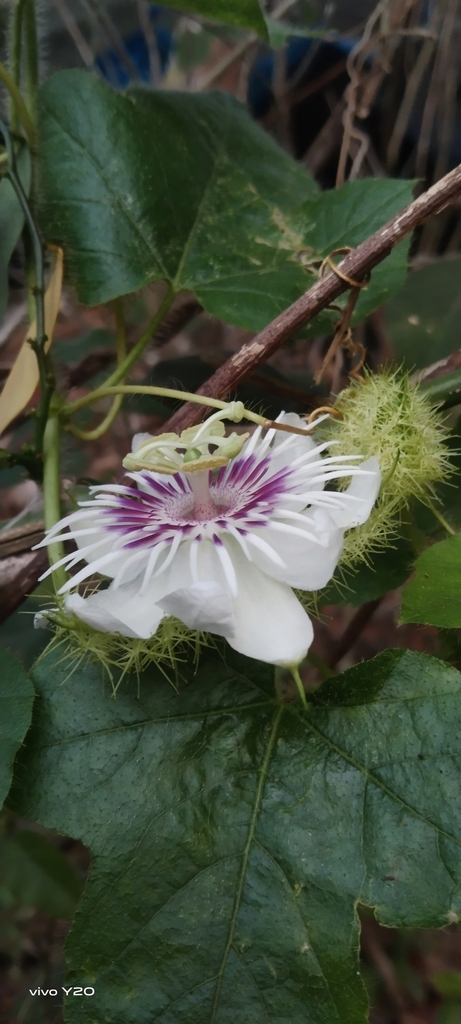 Passiflora vesicaria from Kozhikode, IN-KL, IN on March 18, 2024 at 07: ...