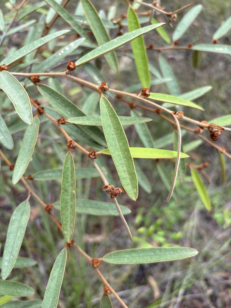 Hovea planifolia from Goldmine Rd, Helidon, QLD, AU on March 30, 2024 at 1109 AM by Mick Drews