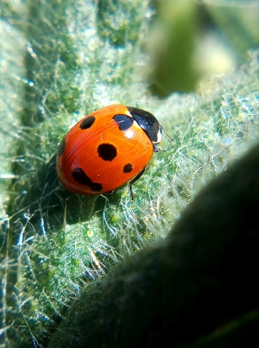 Eleven-spotted Ladybird Beetle