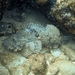 Bearded Scorpionfish - Photo (c) Abhishek Jamalabad, all rights reserved, uploaded by Abhishek Jamalabad