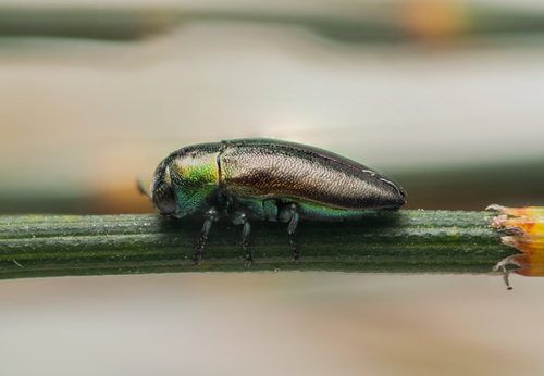 Stanwatkinsius