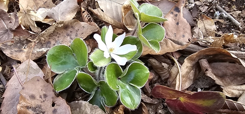 Anemone maxima