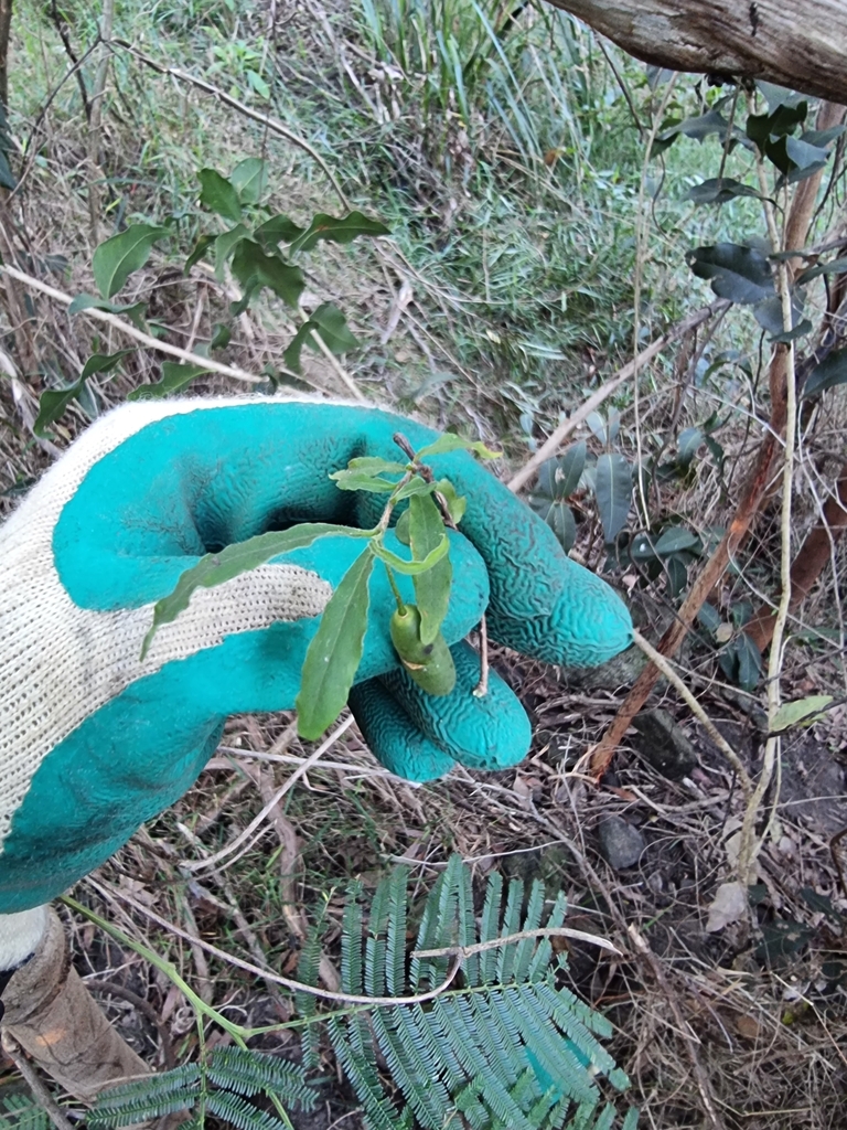 Common Apple-berry in March 2024 by Ben Thomson · iNaturalist