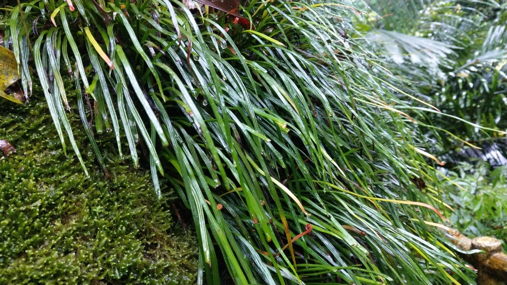 Genus Haplopteris · iNaturalist