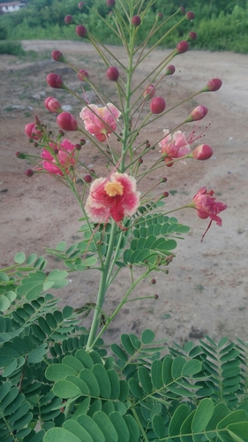 peacock flower