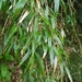 Yushania niitakayamensis - Photo (c) amy mm, todos los derechos reservados, subido por amy mm
