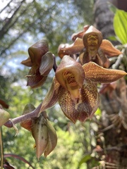 Catasetum maculatum image