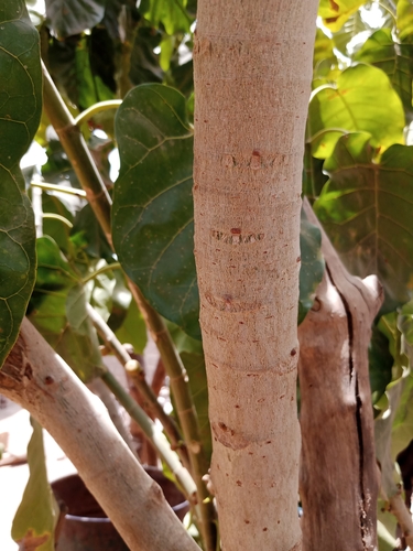 Umbrella Tree Fig