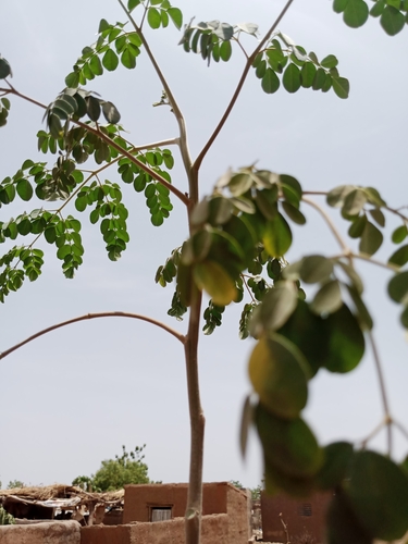 Moringa tree