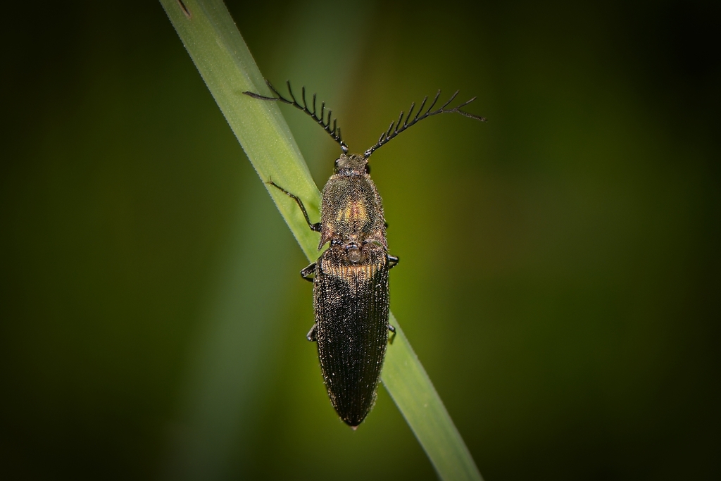 pectinate click beetle from 032 42 Pribylina, Slovensko on May 30, 2022