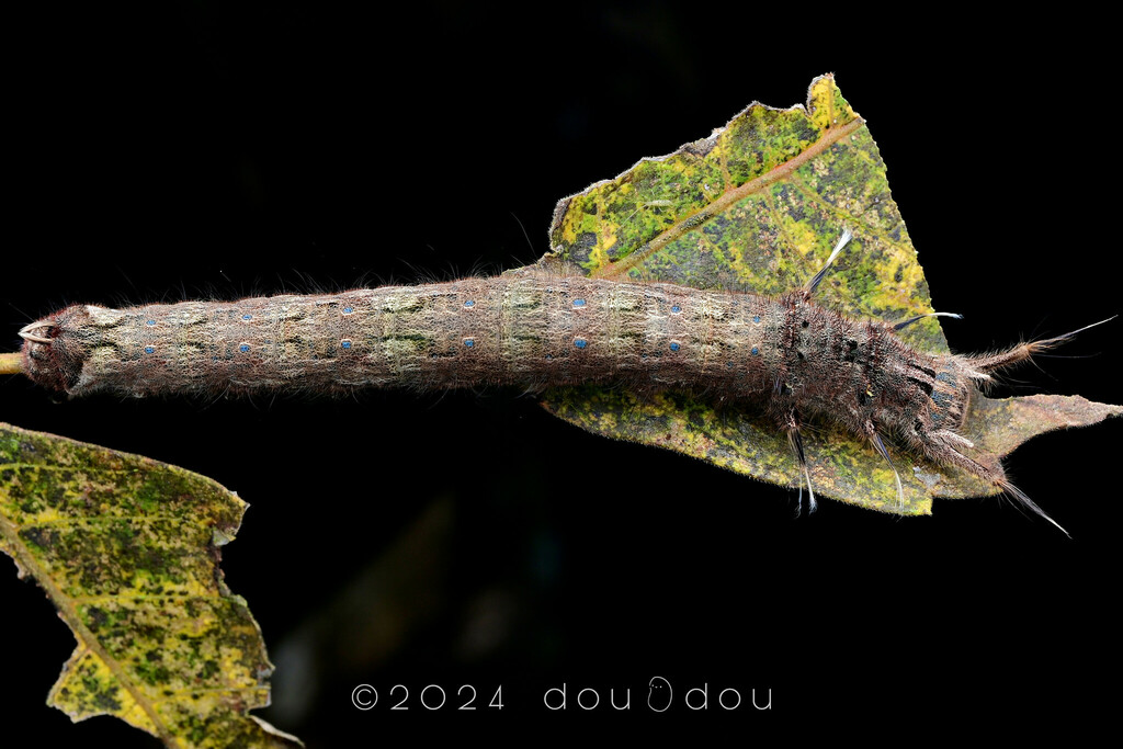 Kunka Insect Kunugia from 中国广西壮族自治区崇左市龙州县 on February 2, 2024 at 08:51 PM by Fan Gao ...