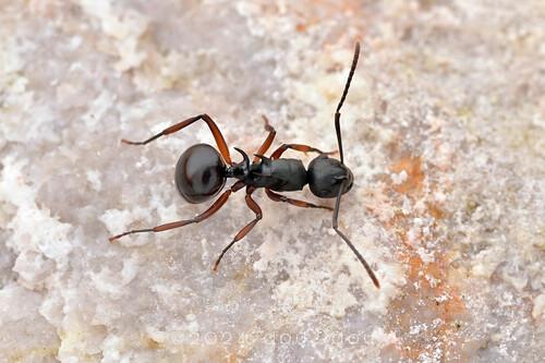 困惑多刺蚁Polyrhachis confusa