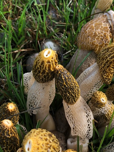 Phallus multicolor