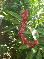 Alpinia purpurata image