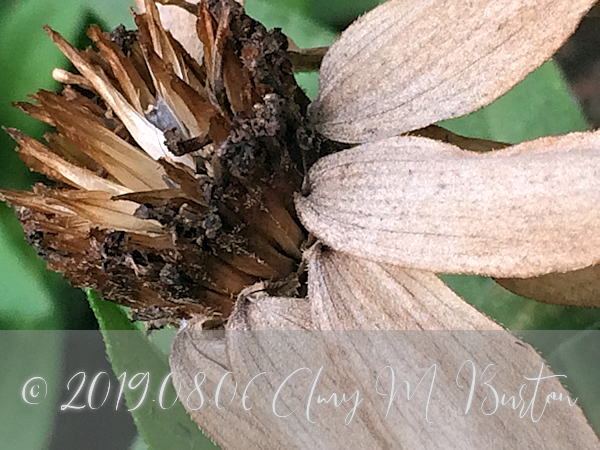 coneflowers from Peck Farm, Geneva Park District, Geneva, Kane County ...