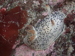 Acanthodoris rhodoceras image