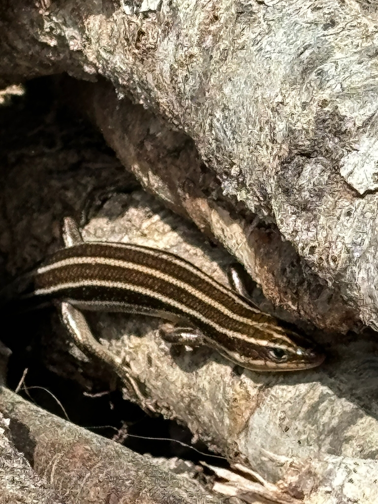 Common Five-lined Skink from Edenton, NC 27932, USA on March 30, 2024 ...