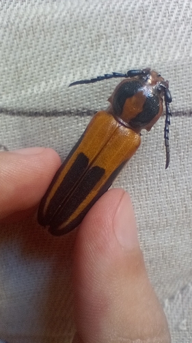 Metopocoilus quadrispinosus thumbnail
