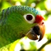 Panamanian Red-Lored Parrot - Photo (c) Harm Ormel, all rights reserved, uploaded by Harm Ormel