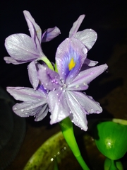 Eichhornia crassipes image