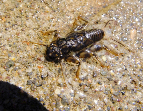 iNaturalist observation photo of Plecoptera