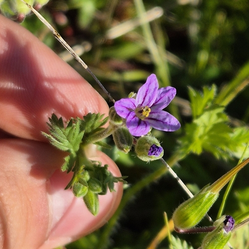 iNaturalist observation photo of Hairy-pitted Stork's-bill