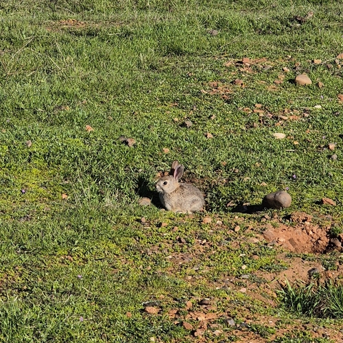 iNaturalist observation photo of Desert Cottontail