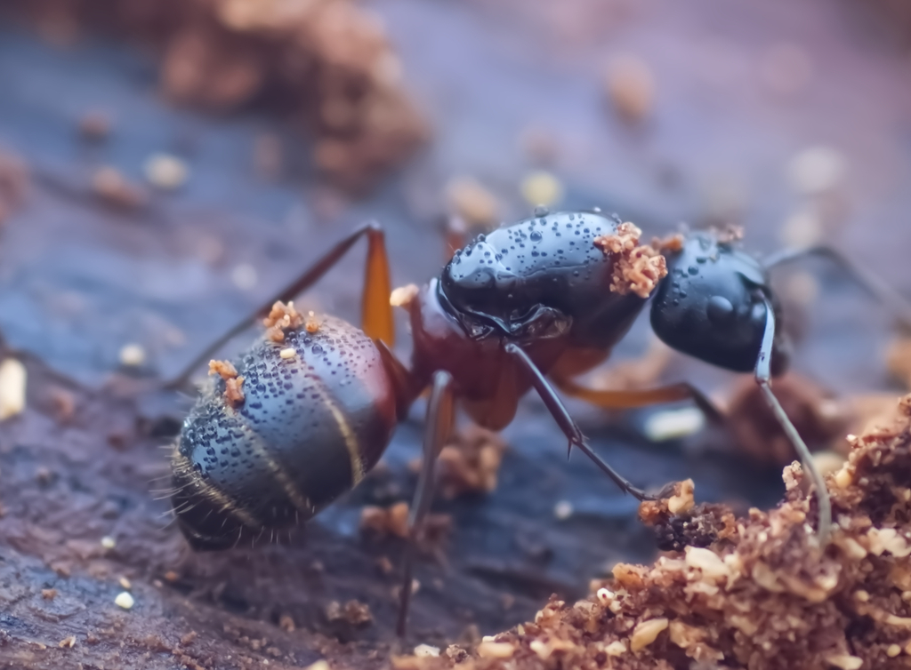 Ferruginous Carpenter Ant from Scott City, MO, USA on December 24, 2023 ...