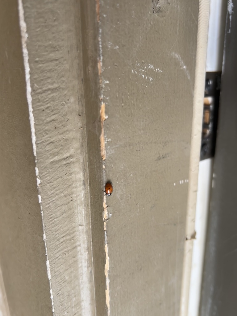 Convergent Lady Beetle from Babcock Rd, San Antonio, TX, US on March 28