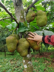 Artocarpus heterophyllus image