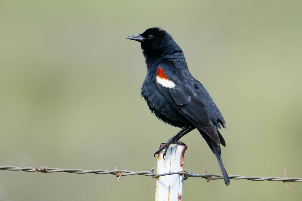 Tricolored Blackbird photo