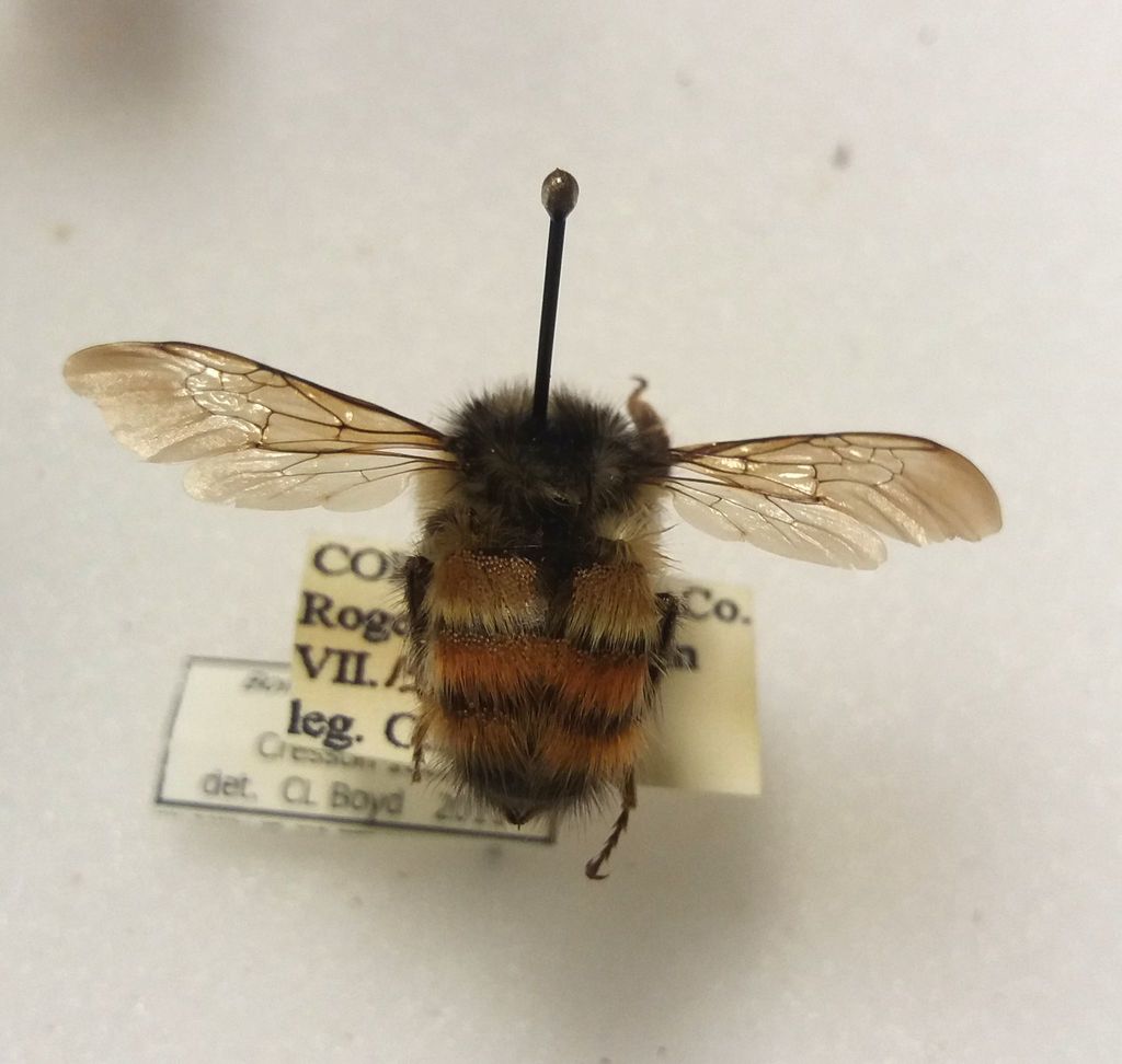 Bombus flavifrons - Wikipedia