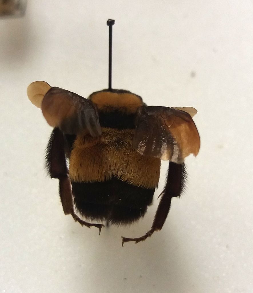 Common Eastern Bumblebee (NPS National Capital Region Bees and Wasps) ·  iNaturalist