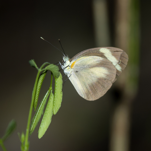 Cross-barred White