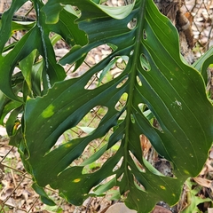 Monstera adansonii image