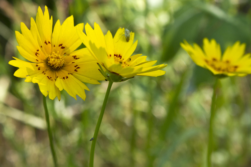 Rio Grande Tickseed (Coreopsis nuecensoides) · iNaturalist