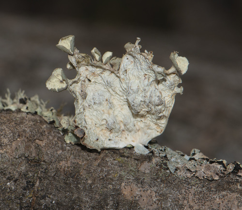 Fan Ramalina
