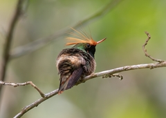 Lophornis delattrei image