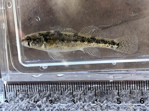 Arkansas Darter