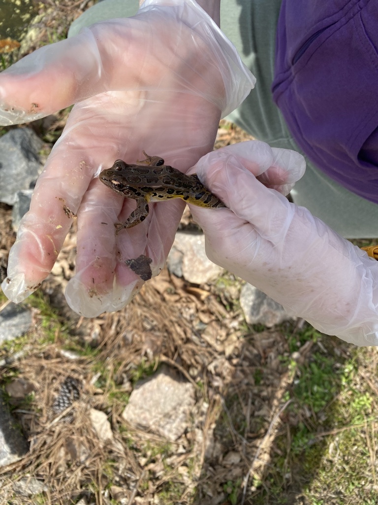 Pickerel Frog from Lower Springdale Estates Lake, Raleigh, NC, US on