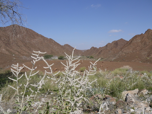 kapok bush