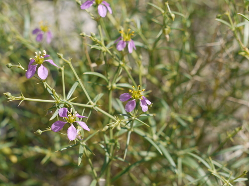 Indian fagonbush