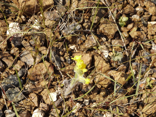 Arnebia hispidissima