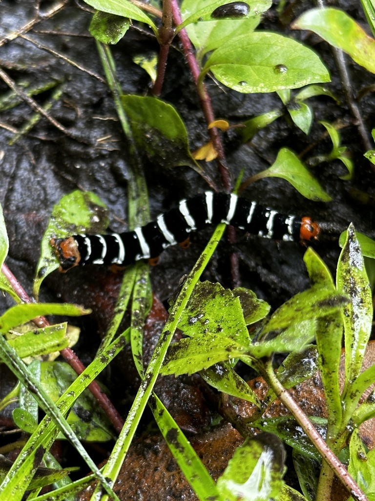 Spanish Moth in March 2024 by Jessica Martin · iNaturalist