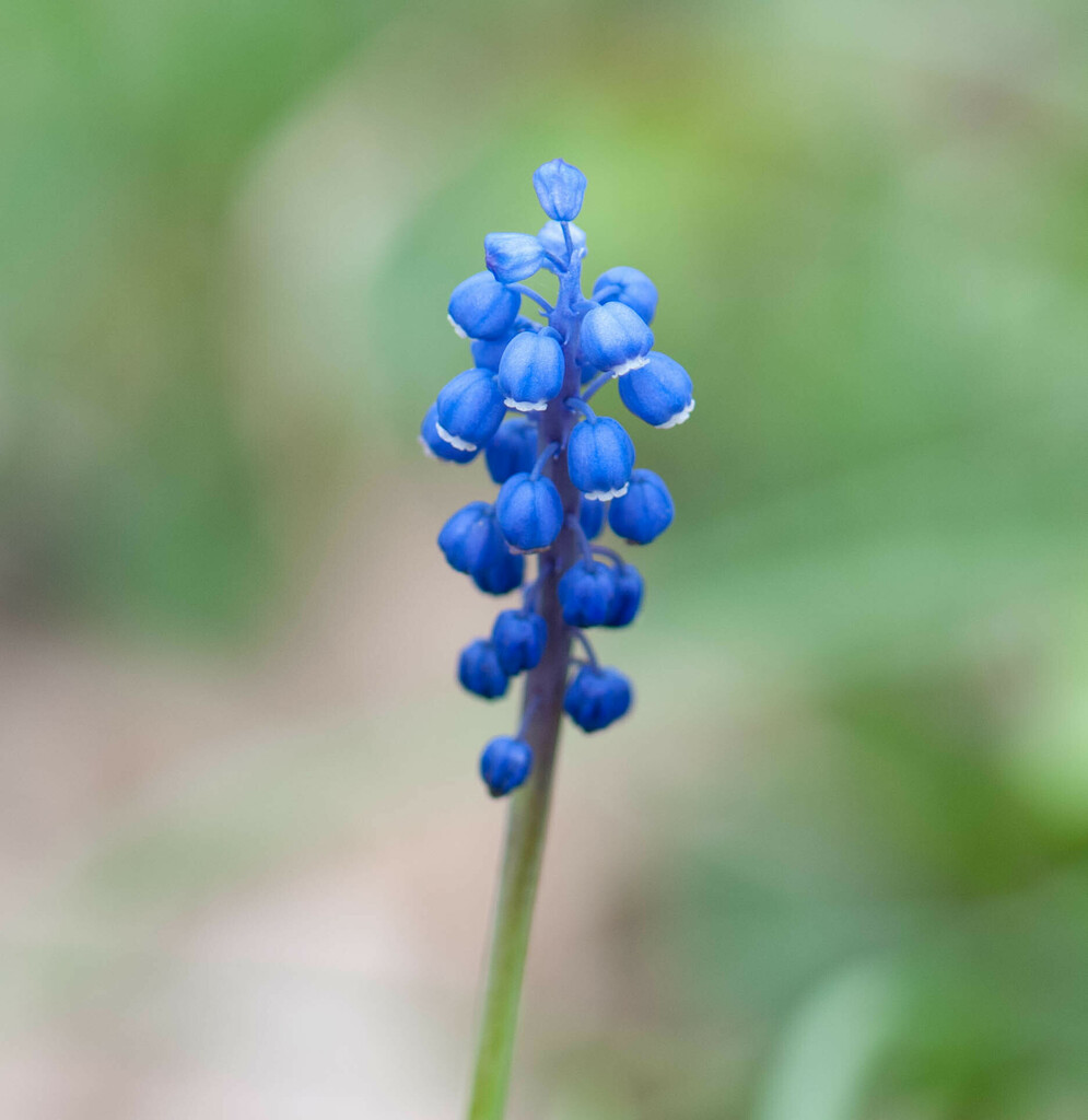 Muscari botryoides